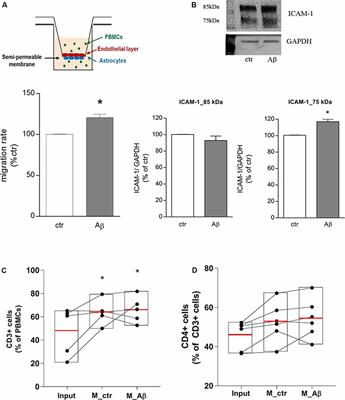 Reciprocal Interplay Between Astrocytes and CD4+ Cells Affects Blood-Brain Barrier and Neuronal Function in Response to β Amyloid